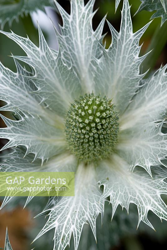 Eryngium giganteum 'Miss Willmotts Ghost', Sea Holly. 14 June. Richard Ayres' Garden, Lode, Cambridgeshire. Open for charity including the NGS