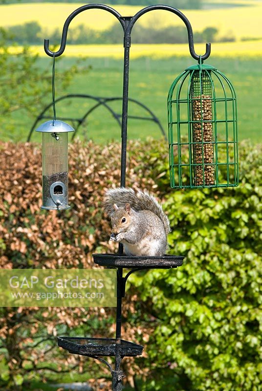 Bird table with pea nuts and squirrel proof bird seed holders hanging from iron hooks. Squirrel on table eating food scraps. Beech hedge. May