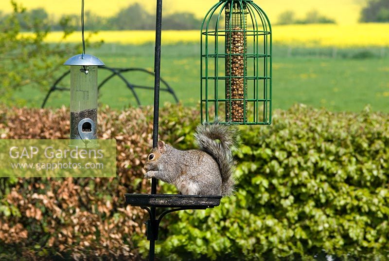 Bird table with pea nuts and squirrel proof bird seed holders hanging from iron hooks. Sqirrel on table eating food scraps. Beech hedge. May