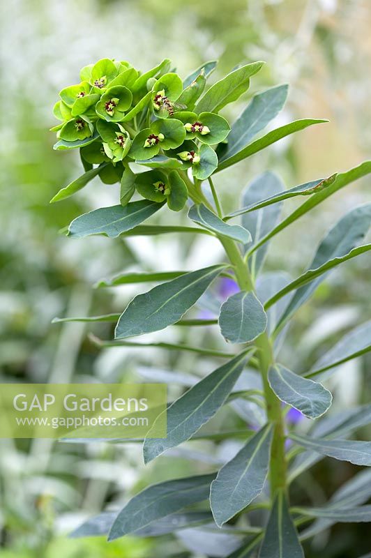 Euphorbia 'Despina'