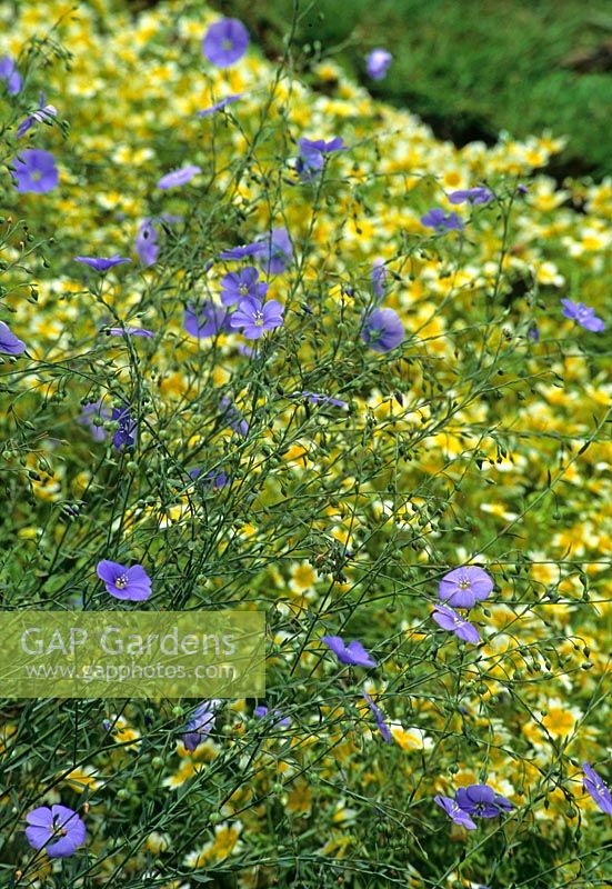 Linum perenne and Limnanthes douglasii beyond