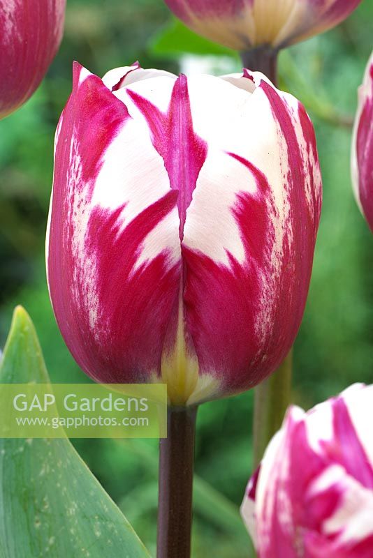 Tulipa 'Rem's Sensation'