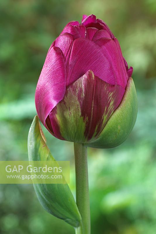 Tulipa 'Abigail'
