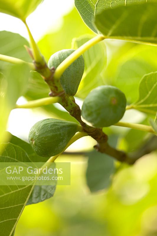 Ficus carica - Fig