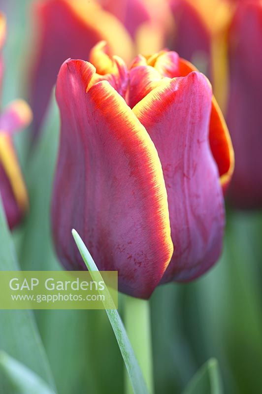 Tulipa 'Auckland'