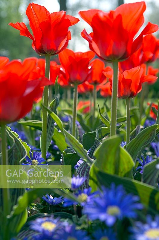 Tulipa 'Red Riding Hood' with Anemone blanda 'Blue Shades' 