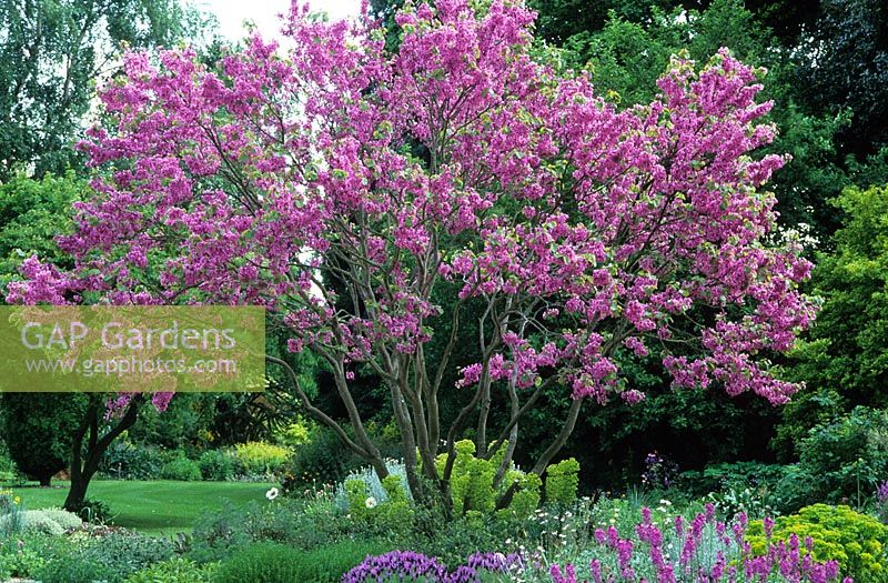Cercis siliquastrum - Judas Tree in blossom in the Scree garden at Beth Chatto's garden in Essex