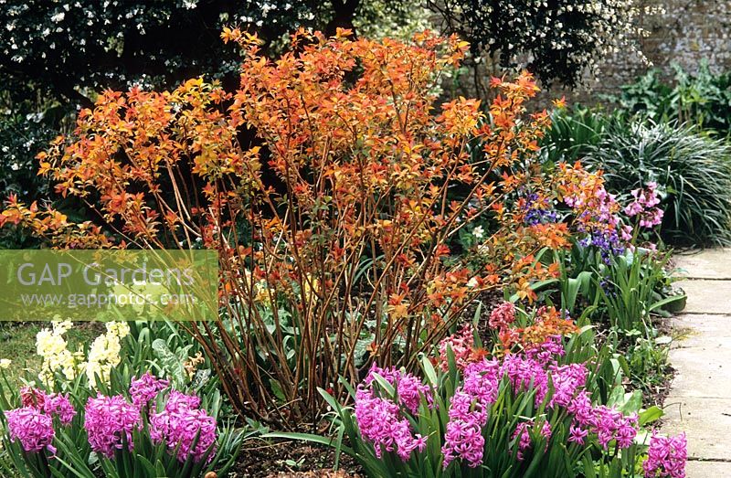 Spiraea japonica 'Goldflame' with young spring foliage colouring, underplanted with Hyacinthus 'Splendid Cornelia'.