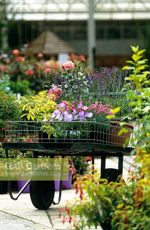 Trolley of plants at a garden centre