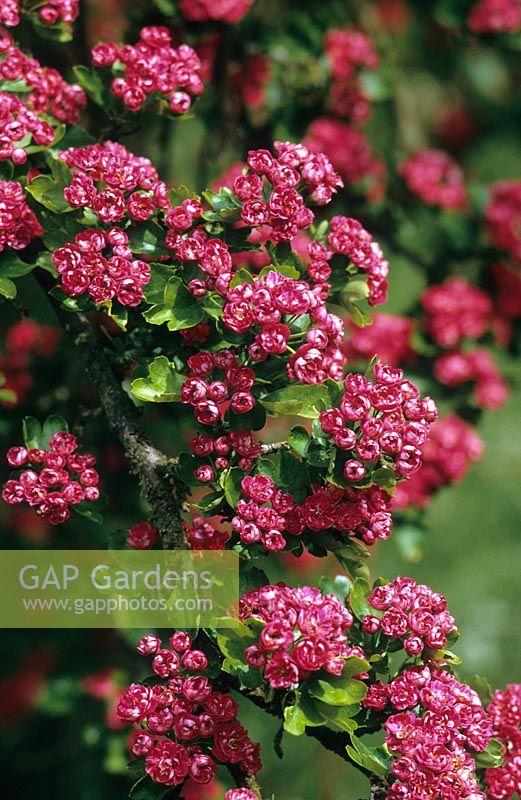 Crataegus 'Paul's Scarlet' - Hawthorn in blossom