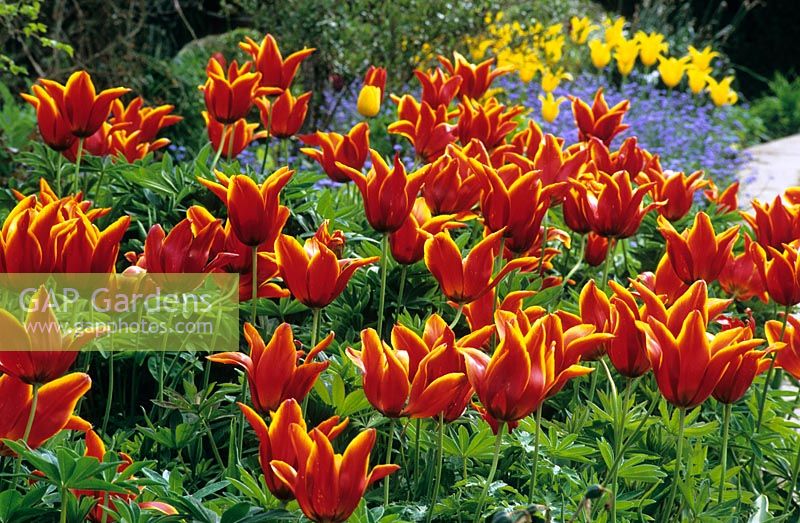 Tulipa 'Queen of Sheba' in the High Garden at Great Dixter