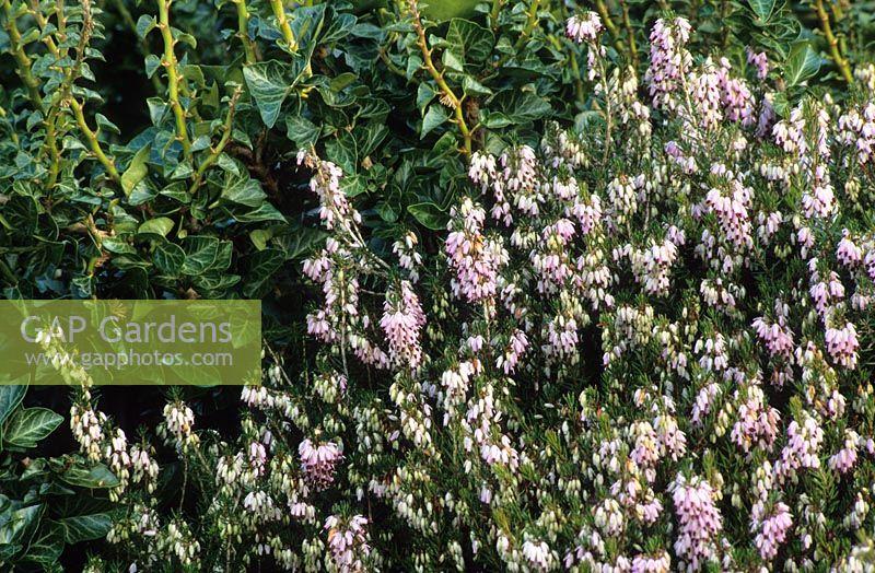 Erica carnea 'King George' with Hedera helix 'Conglomerata'