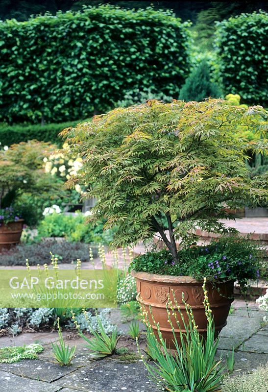 Acer palmatum in ornate terracotta container on paved yorkstone terrace with Sisyrinchium striatum growing in cracks of paving