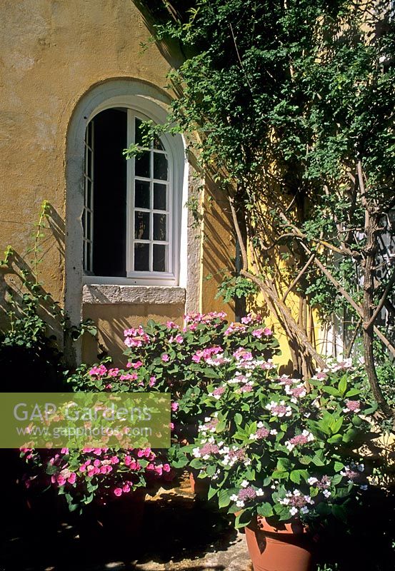 Mediterranean house. Hydrangeas in terracotta containers beneath window overlooking patio - Corfu