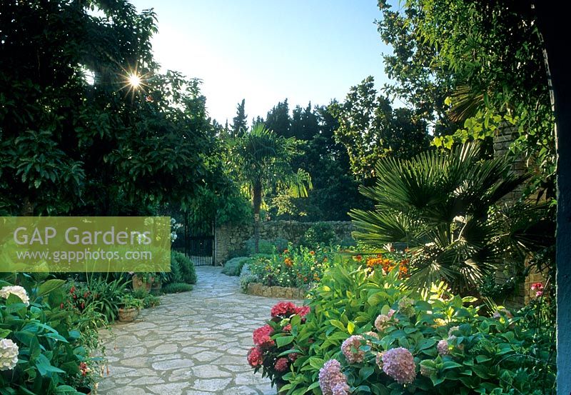 Crazy paving path leading to front gate lined by raised beds and containers of Agapanthus, Hydrangeas and Palms - Corfu