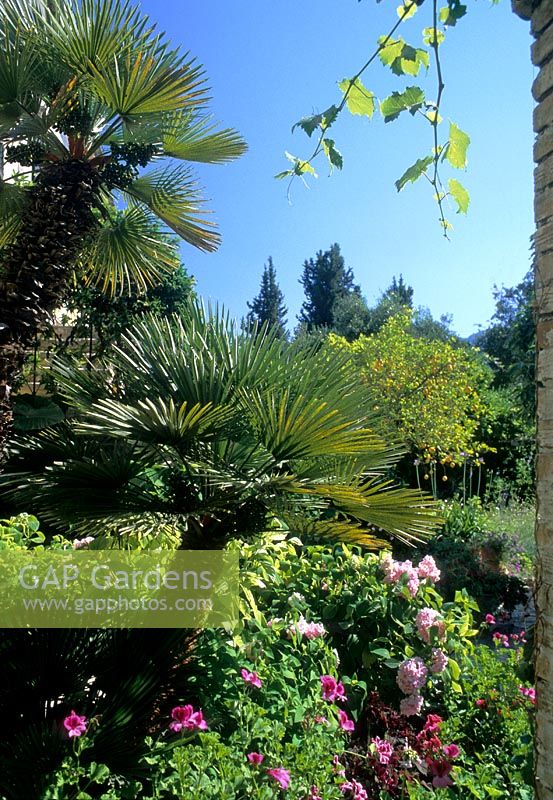 Palms, Pelargoniums and Hydrangeas - Corfu