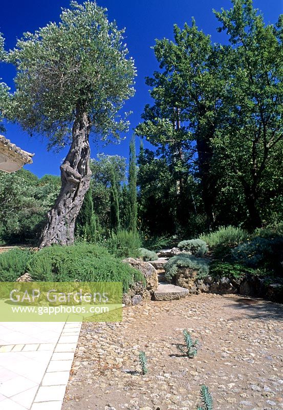 Mediterranean garden with large Olea europaeus - Corfu