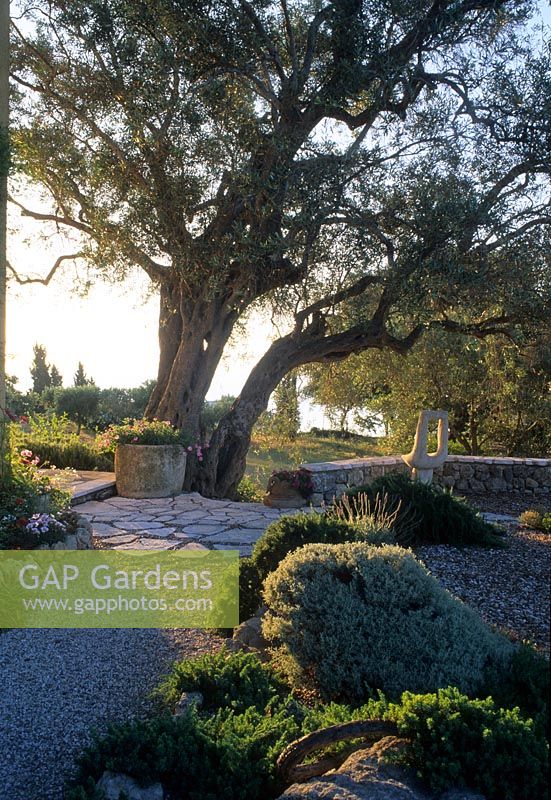 Mediterranean garden with old Olea europaeus - Olive tree, Corfu