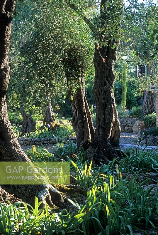 Grove of old Olea europaeus - Olive trees in Corfu