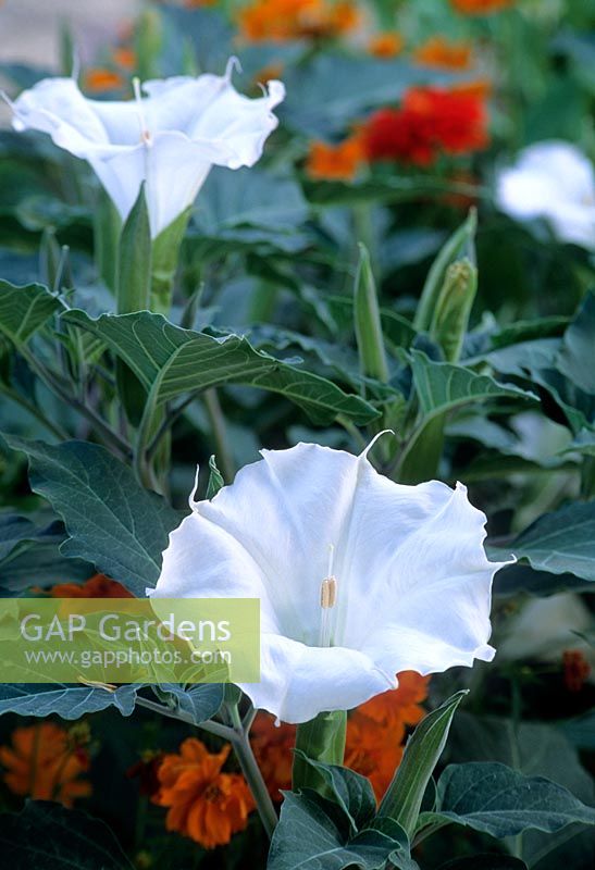 Datura close up of white flowers
