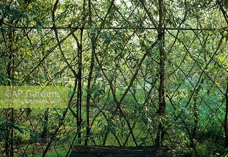 Living willow screen - Old Rectory Billingford