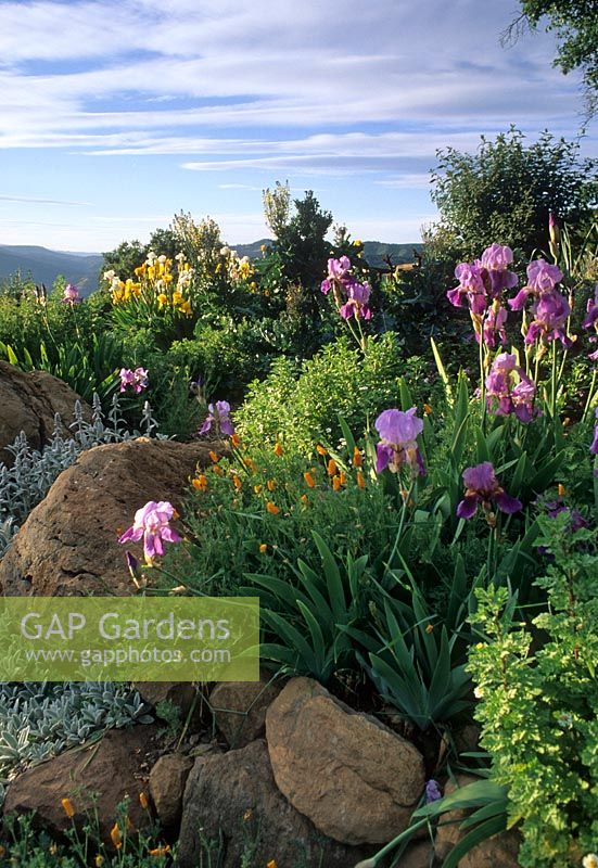 Rocks and boulders with Iris, Stachys byzantina and Escholzia californica growing around them - Drought tolerant planting in  Napa Valley, California, USA