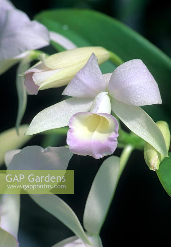 Cattleya skinneri 'Orchid Glade'

