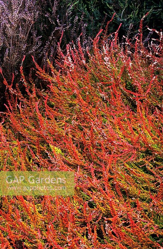 Calluna vulgaris 'Wickwar Flame' - Ling Scot's Heather  