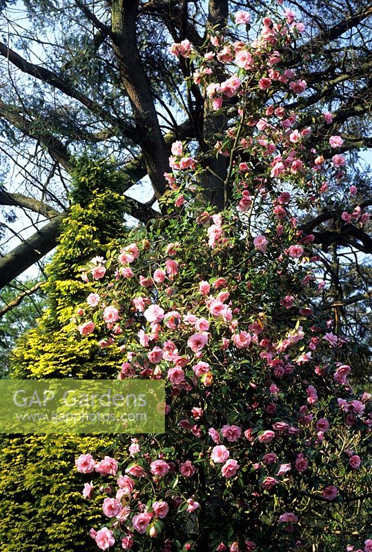 Camellia x williamsii 'Donation' in woodland garden growing under trees