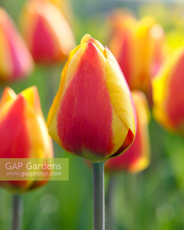 Tulipa 'Bright Flair'