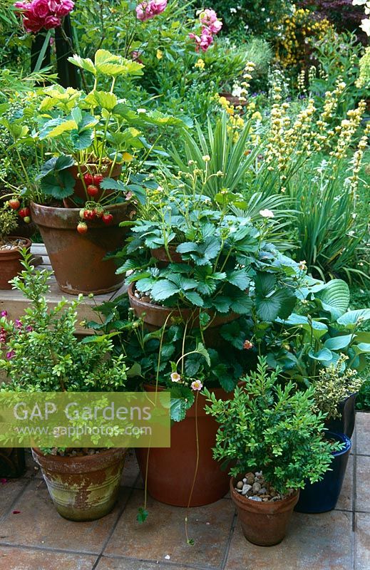 Growing strawberries in terracotta pot towers on patio of town garden to save space - Left Fragaria 'Elsanta', right 'Fragoo' also with Buxus and Hosta - Rosa 'Parade' and Sisyrinchium striatum in background 