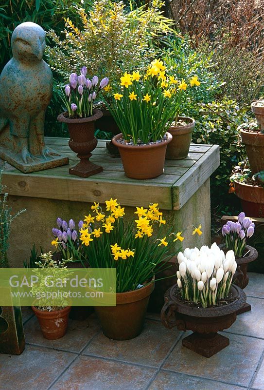 Spring containers on patio of town garden planted with Narcissus 'Tete-a-Tete' division 12, Crocus vernus 'Pickwick', Crocus vernus 'Jeanne d'Arc' and small variegated Buxus - Bird sculpture by Karen Stoltzman