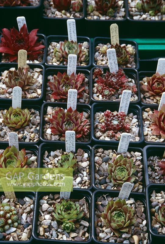 Selection of sempervivums for sale -  Including 'Red Ace', S. tectorum 'Nigrum' and 'Pluto'
