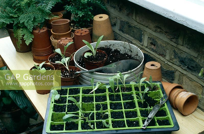 Potting on cardoon seedlings from modular seed tray and small individual plastic and terracotta pots 