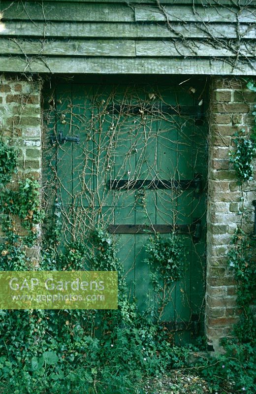 Hedera Helix covering old green wooden door with black hinges