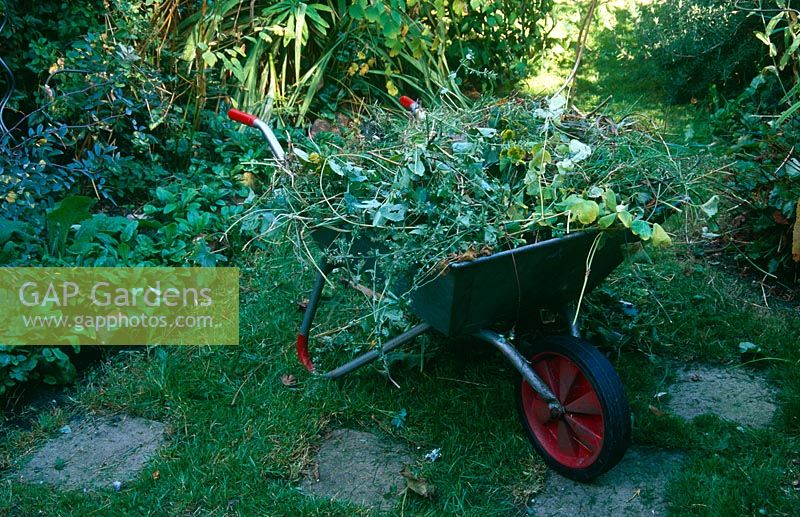 Wheelbarrow full of garden debris after a tidy up of mowing the grass, pruning, cutting back and dead heading including Alchemilla mollis, Thalictrum aquilegiifolium, Euonymus and grass clippings