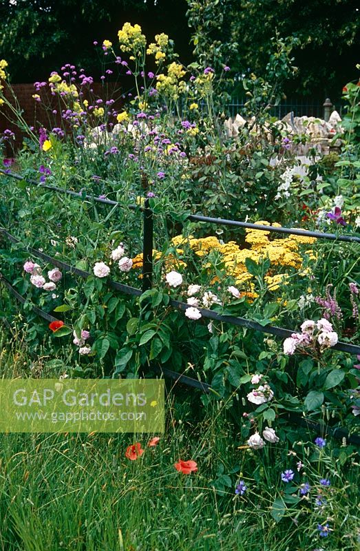 Metal railing fence dividing a flower garden with a wild area of long grasses and poppies - Flowers include Roses, Thalictrum flavum, Achillea 'Taygetea', Verbena bonariensis, Lathyrus 'Matucana' and Centaurea montana