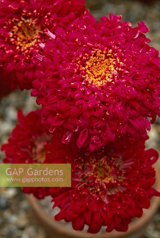 Tanacetum coccineum 'J N Twerdy' - NCCPG collection of Tanacetum, Chingford, London -Collection held by Gerald Goddard 