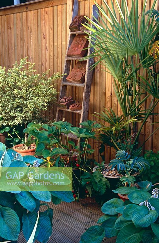 Decked area with wooden fence and old wooden ladder displaying old decorative bricks and tiles - Containers of strawberries, Hostas, Trachycarpus fortunei, Standard variegated Buxus microphylla and Melianthus major