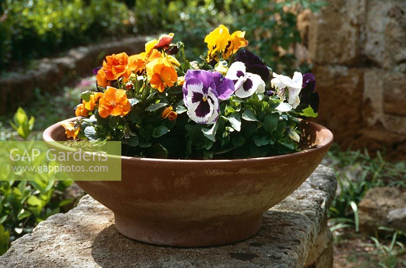 Mixed Viola growing in shallow terracotta pot 