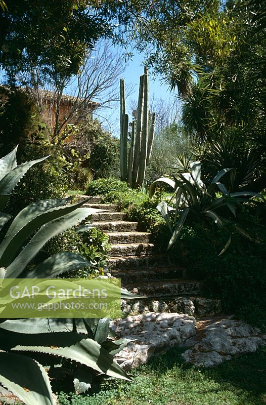 Mediterranean garden planted with cacti and succulents including Agave americana - Il Biviere, Sicily  