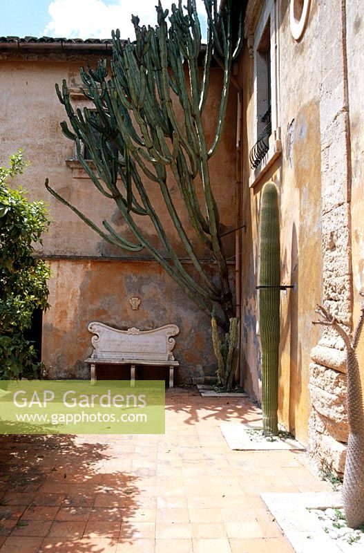 Euphorbia candelabrum and cacti growing against house wall - Il Biviere, Lentini, Sicily 