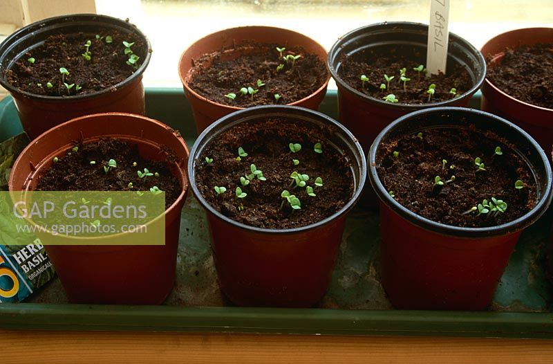 Organic basil seedlings emerging in small plastic pots on heated propagation tray in windowsill. April