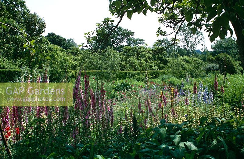 Summer borders at Penshurst Place in Kent with Digitalis, Delphiniums, Sisyrinchiums and Knautia macedonica in June