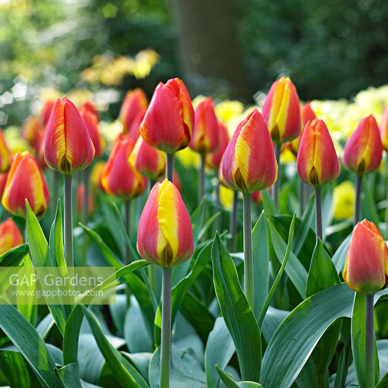 Tulipa 'Flair' 
