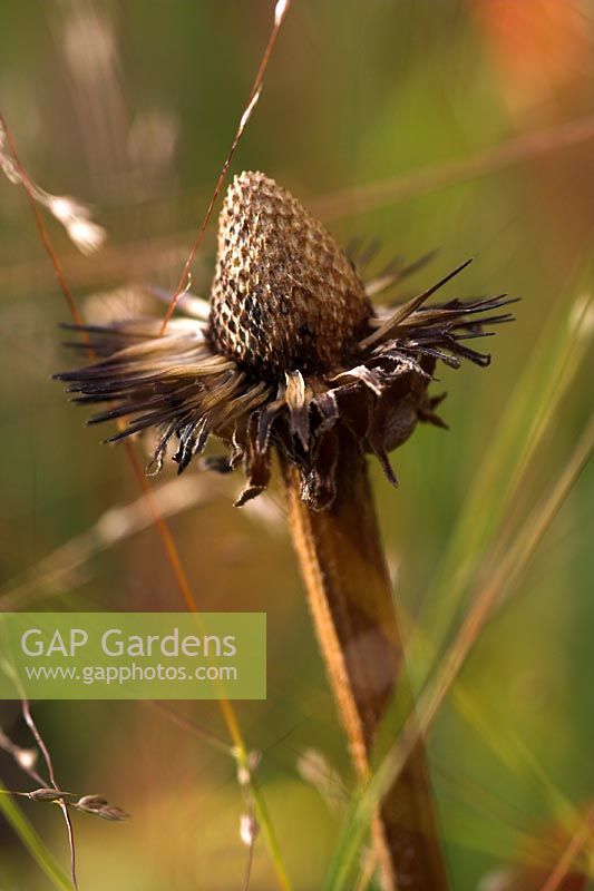 Seedhead of Echinacea 'Leuchtstern' with Panicum 'Hanse Herms' in late October