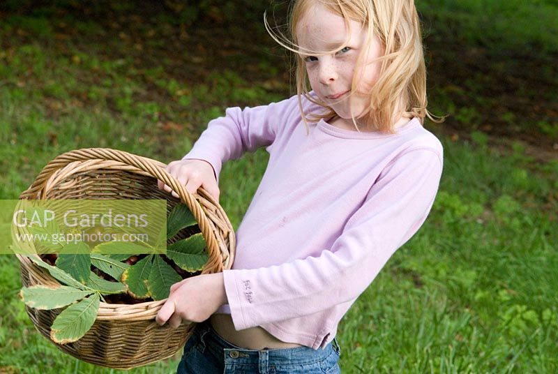 Girl holding a wicker basket of conkers and leaves - Aesculus hippocastanum - Common Horse Chestnut