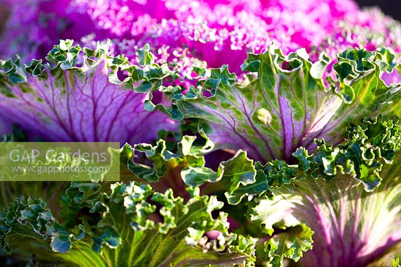 Brassica oleracea - Ornamental cabbage 