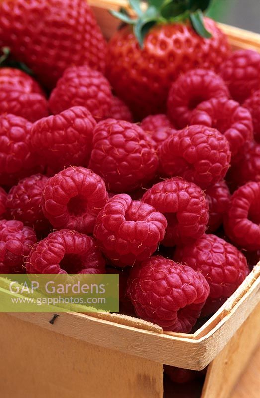 Raspberries and strawberries in a wooden punnet