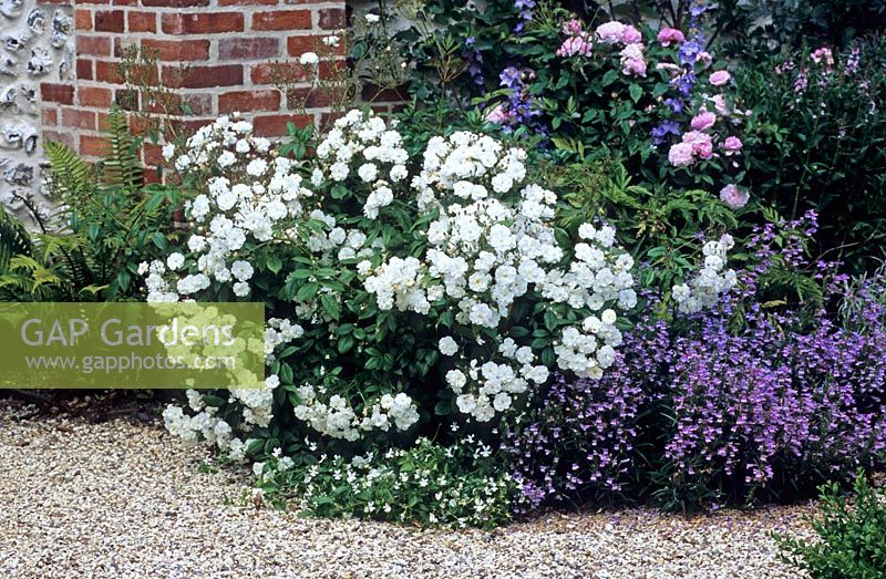 Rosa 'Francine Austin', Penstemon and Viola cornuta - Mount Prosperous, Hungerford, Berkshire
